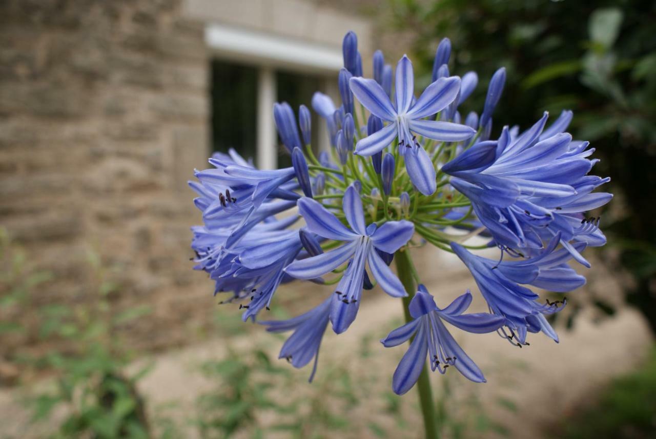 Aux Agapanthes Bed & Breakfast Pluherlin Exterior photo